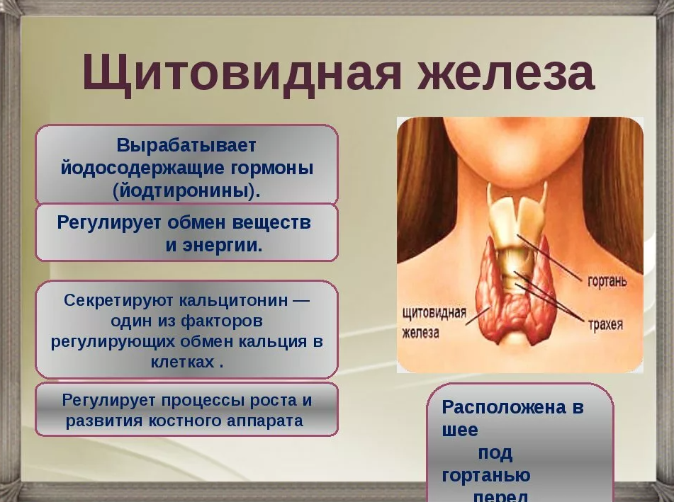 Железы щитовидной железы. Локализация щитовидной железы. Щитовидка железа щитовидная. Зоб тест