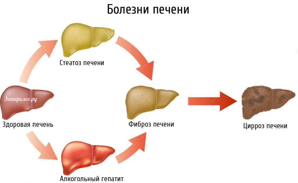 Печень и стул